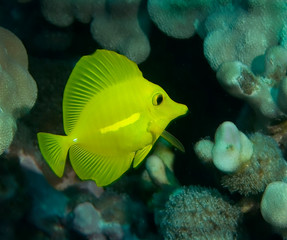 Yellow Tang Surgeonfish