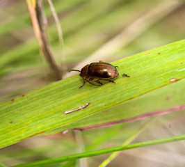 Käfer auf einer Pflanze