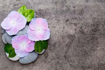 Fototapeta na wymiar Spa flowers and massage stone, on grey background.