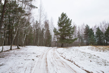 Frozenwood and snow. Trees and cold weather. Travel photo 2019.