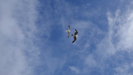 Two sea gulls fly high in the blue sky
