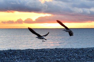 coucher de soleil mouettes