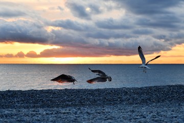 Naklejka premium coucher de soleil mouettes