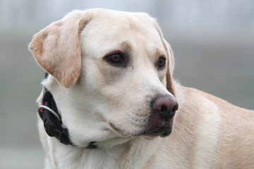 Naklejka na ściany i meble Close-up of a dog (Labrador retriever) in winter with camouflage collar.