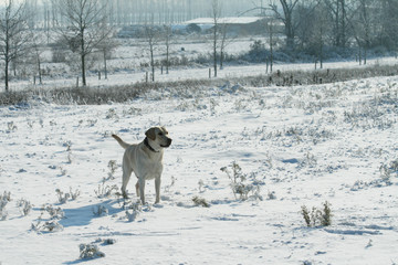 A Dog (Labrador retriever) outdoor on the snow in winter. Snowy landscape.