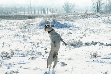 A dog (Labrador retriever) jumping  outdoor on the snow in winter. Snowy landscape.