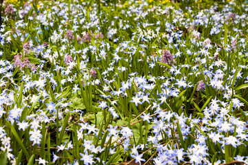 Fototapeta premium Field of spring flowers.