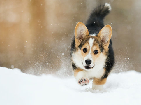 Welsh Corgi Pembroke Puppy Running In The Snow