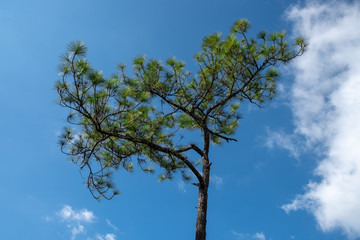 pine with blue sky