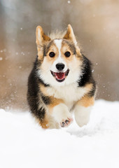 welsh corgi pembroke puppy running in the snow