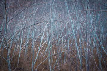 chino hills tumbleweed moody sticks
