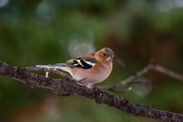 Common Chaffinch (Fringilla coelebs) sitting on a branch in nature.