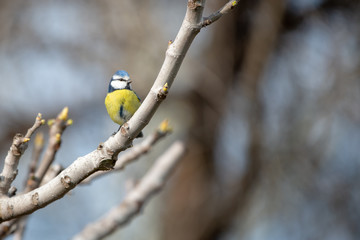 Mavi baştankara » Eurasian Blue Tit » Cyanistes caeruleus