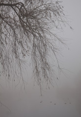 Jesienne drzewo we mgle