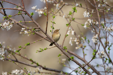 Çıvgın » Common Chiffchaff » Phylloscopus collybita