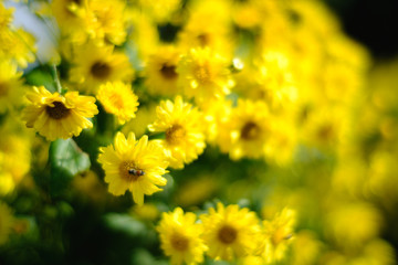 Yellow Chrysanthemum flowers bloom in the plot