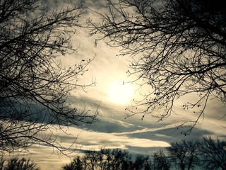 The Winter Sky with Tree Limbs
