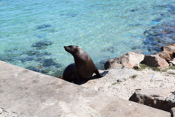 Sea Lion