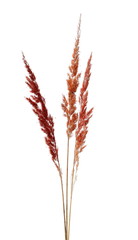 Dry common bulrush reeds isolated on white background, clipping path
