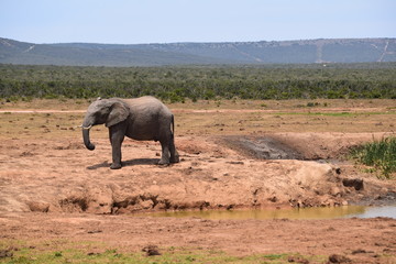 South Africa Elephant