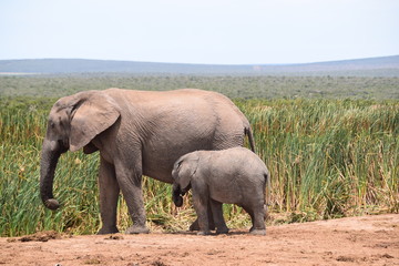 Fototapeta na wymiar South African Elephants