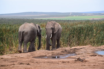 Obraz premium South African Elephants