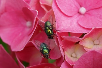 Zwei Fliegen auf Hortensie