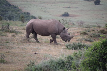 Fototapeta premium South Africa Rhino