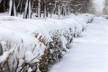 Bushes in the city park covered with a large layer of snow