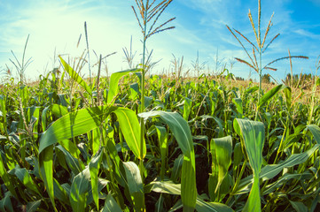 cornfield on a sunny day, corn leaves, distortion perspective fisheye lens view