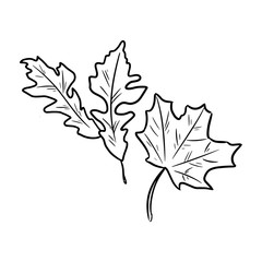 Set of autumn fallen leaves. Isolated sketch image