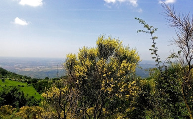 chiome di alberi verdi contro il cielo sereno d'estate