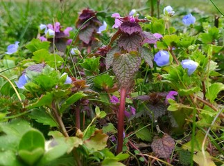 Fototapeta na wymiar A selection of tiny pink-purple and blue flowers on a large meadow