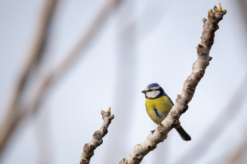 Mavi baştankara » Eurasian Blue Tit » Cyanistes caeruleus