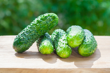 A pile of fresh cucumbers on a wooden table on a background of green garden in blur (shallow depth of field)