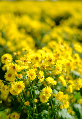 Obraz premium Yellow Chrysanthemum flowers bloom in the plot