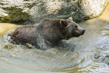 A brown bear, Ursus arctos, taking a bath in muddy water, shaking off water, hot sunny day in National Park Bayerischer wald, a piece of rock in background