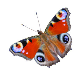 Close up view on a Peacock butterfly (Aglais io) isolated on a white background (design element)