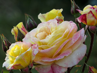 Rose