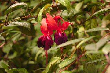 Flowers in the greenhouse