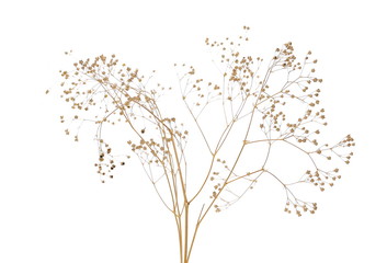 Dry field flowers isolated on white background, with clipping path