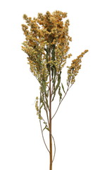 Dry yellow field flowers isolated on white background, with clipping path