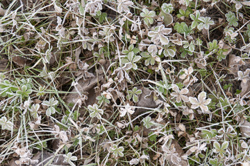 prato ghiacciato invernale