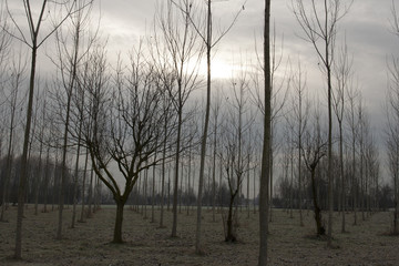 cielo nuvolo invernale