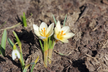 Obraz premium Crocuses