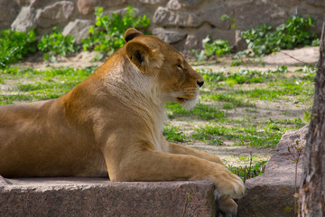 Lioness resting 