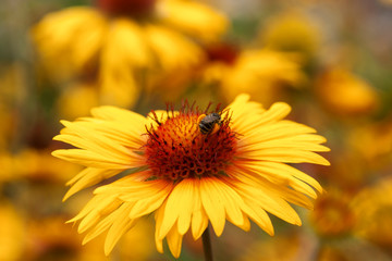 A bee resting on the Common Gaollardia flower