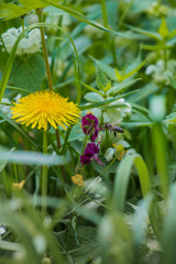 Dandelion in grass