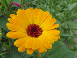 Yellow daisy