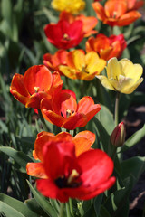 Tulips